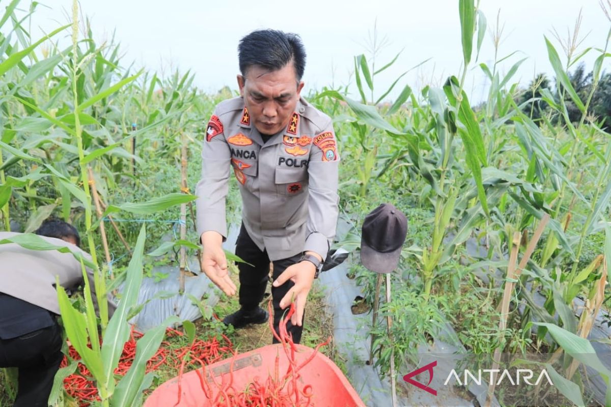 Polda Sumut panen perdana jagung dan cabai