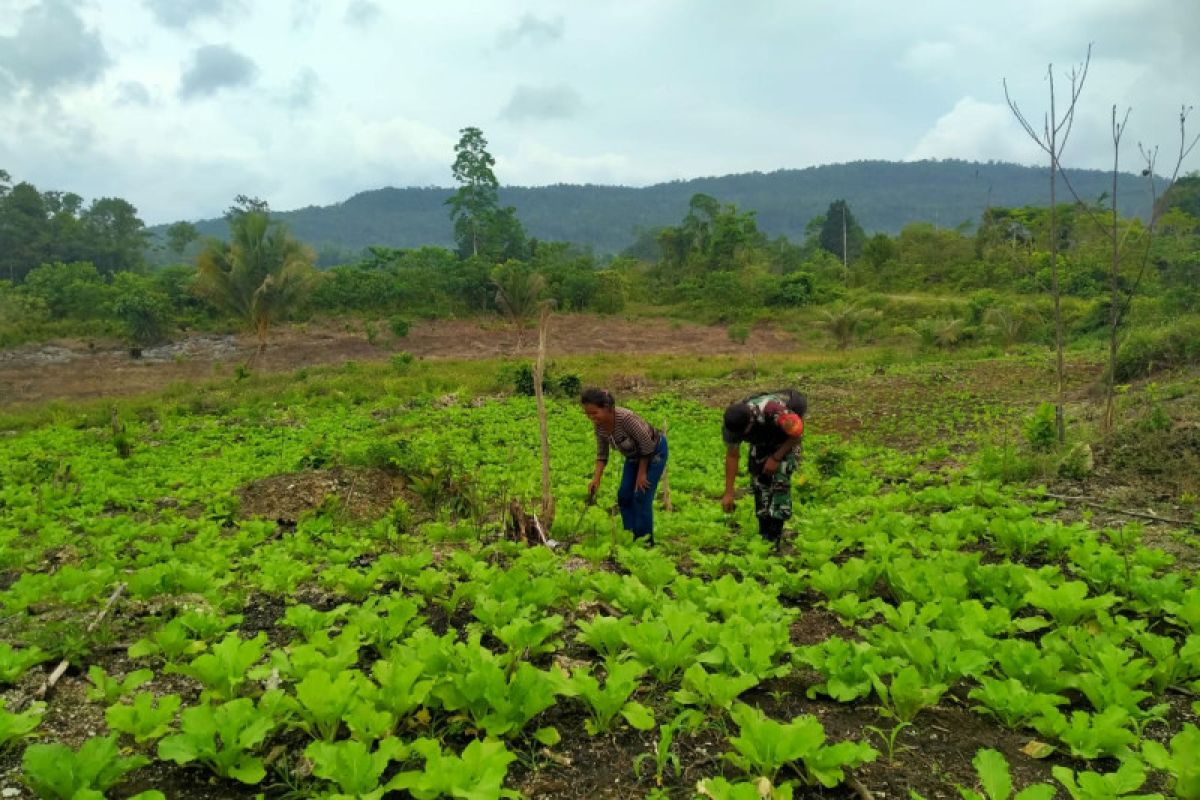 Koramil 1708-02/Biak Utara beri pendampingan bagi petani sayur sawi