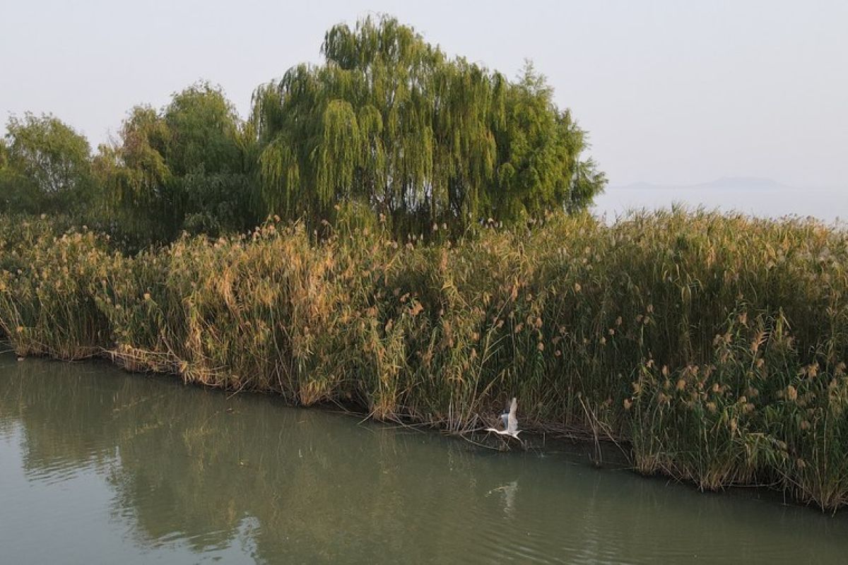 Spesies burung langka terlihat di Danau Chaohu, China timur