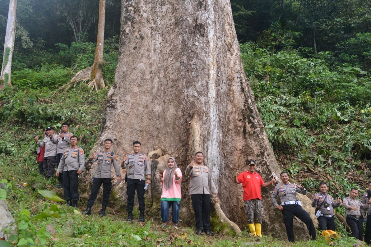 Pohon "raksasa" di Kota Malintang disiapkan sebagai daerah kunjungan wisata