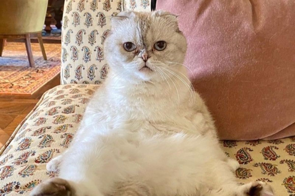 Kucing Taylor Swift  Olivia Benson dinobatkan jadi kucing terkaya ketiga di dunia