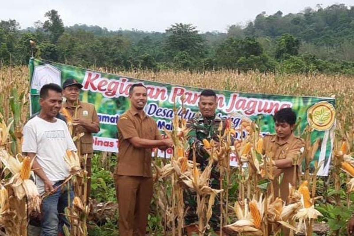 Aceh Timur kembangkan jagung untuk tingkatkan ketahanan pangan