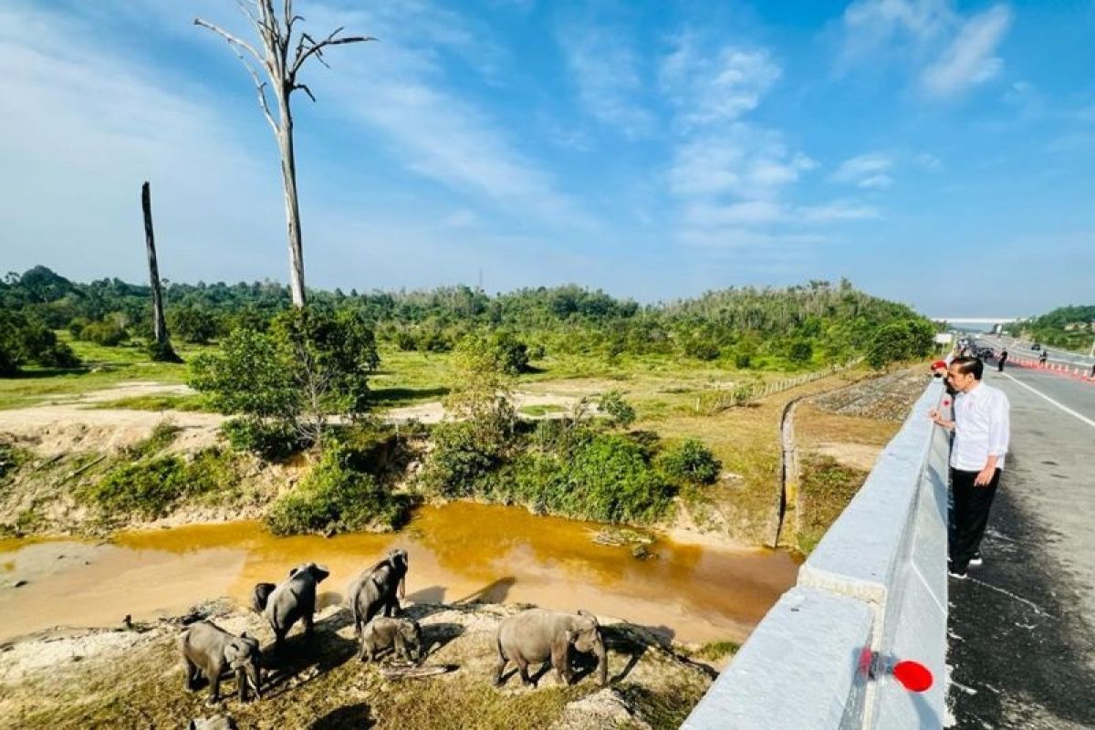 Lihat lintasan gajah di Tol Pekanbaru-Dumai, ini pesan Jokowi