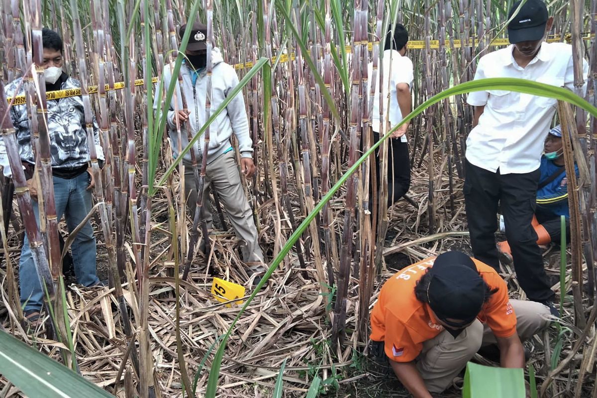 Tengkorak manusia ditemukan di ladang tebu Kepanjen di Malang