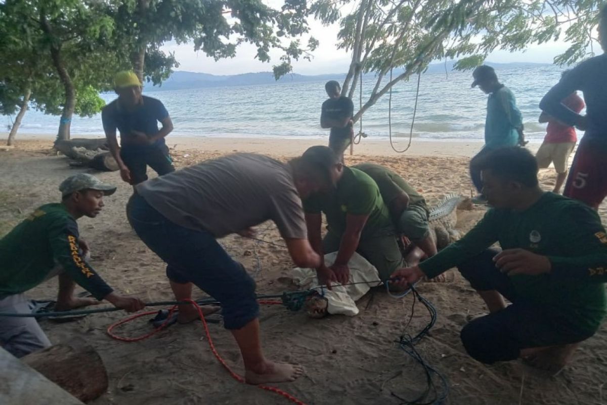 BKSDA Sulawesi Tenggara evakuasi buaya muara masuk perangkap ikan di Konsel