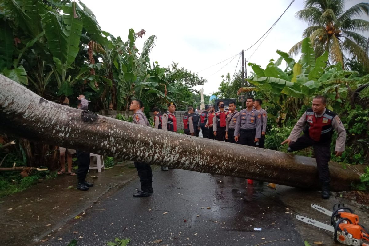 Cuaca esktrem akibatkan seorang ibu tewas tertimpa pohon di Lombok Barat