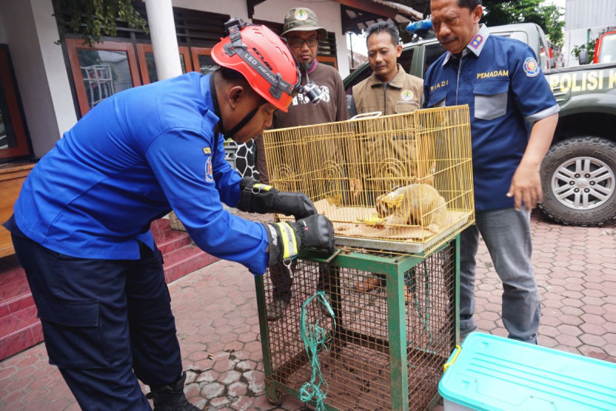 Damkar Trenggalek serahkan kukang jawa ke BBKSDA untuk konservasi