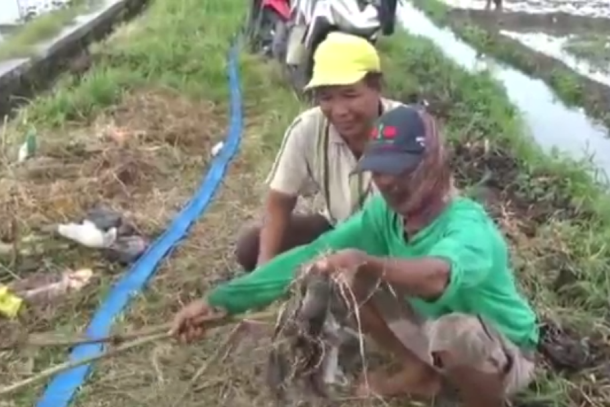 Petani di Jombang buru tikus dengan gropyokan