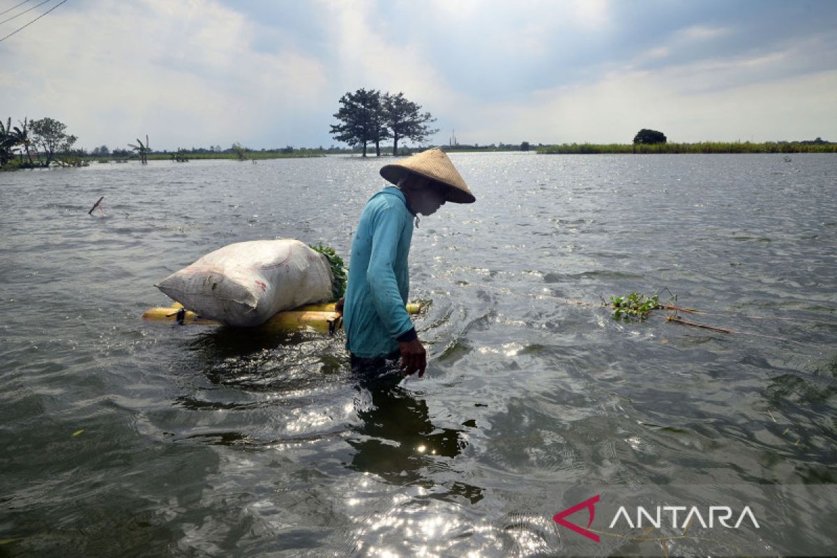 Kondisi Terkini Banjir Di Kudus Antara News