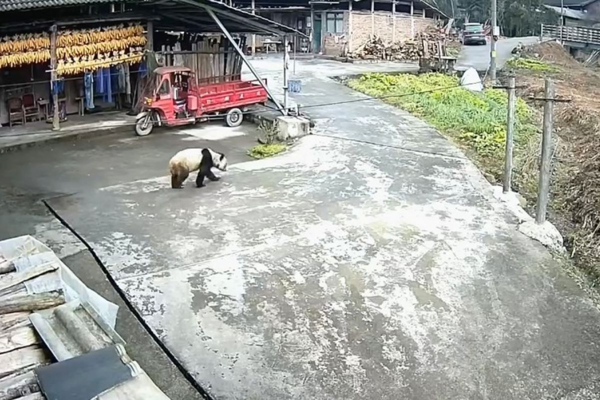 Panda liar diselamatkan setelah masuki halaman warga desa di Sichuan