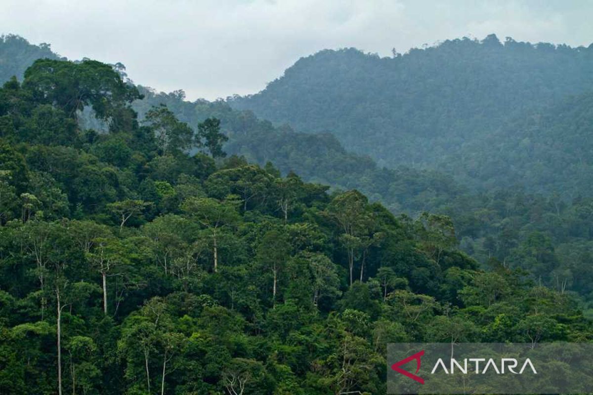 YKAN mendukung praktik pengelolaan hutan lestari