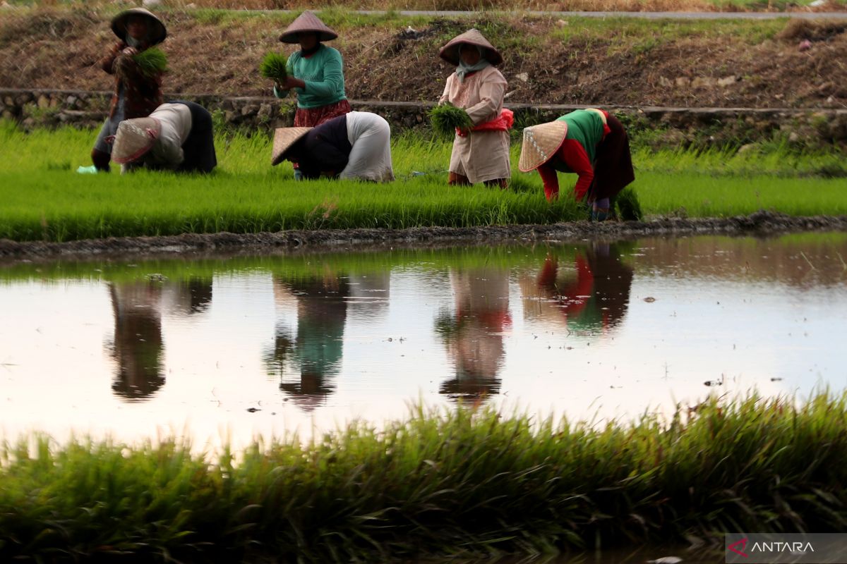 Indonesia shifts Rp7 trillion budget to help farmers fight drought