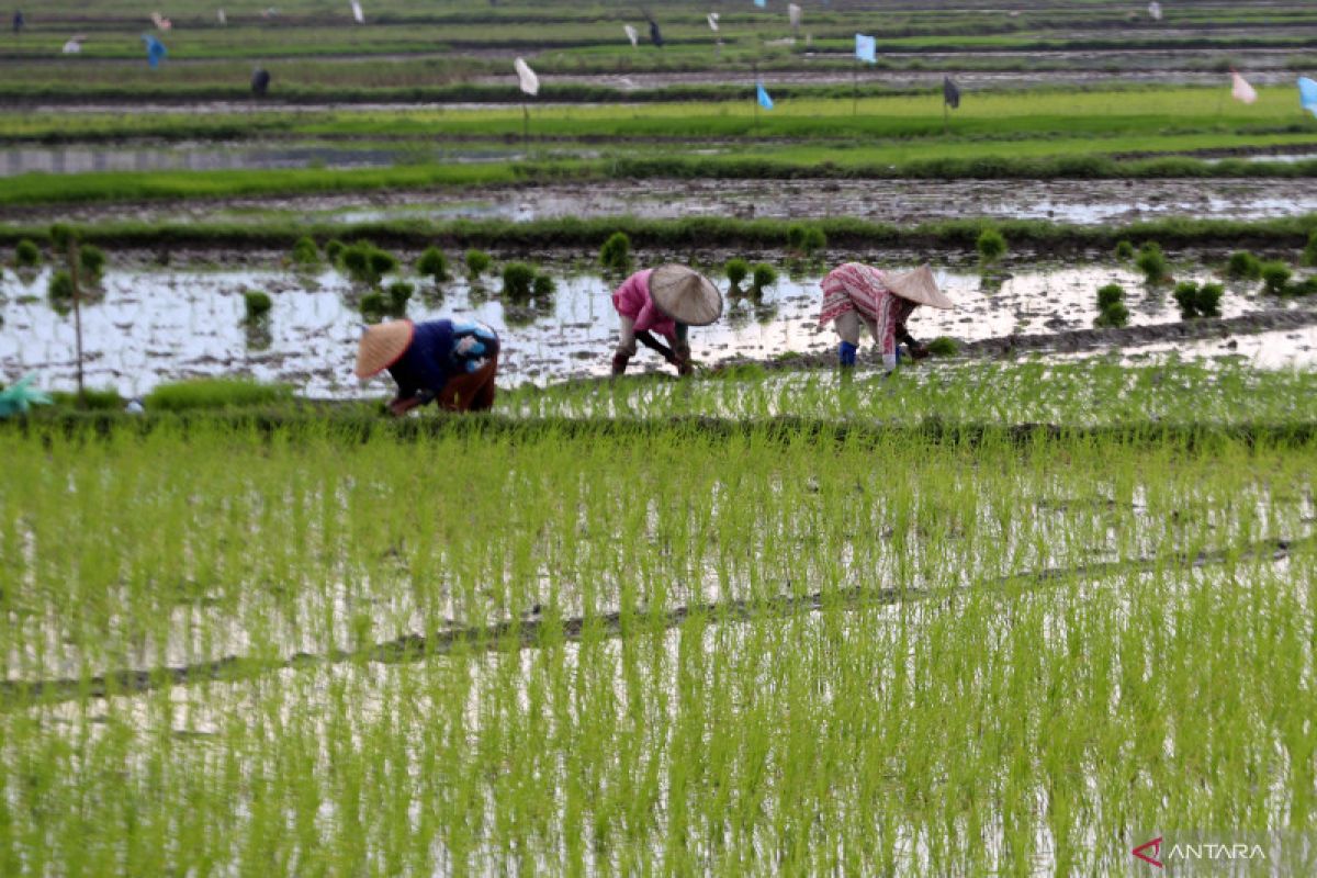 Teknologi pertanian modern dinilai penting di Indonesia