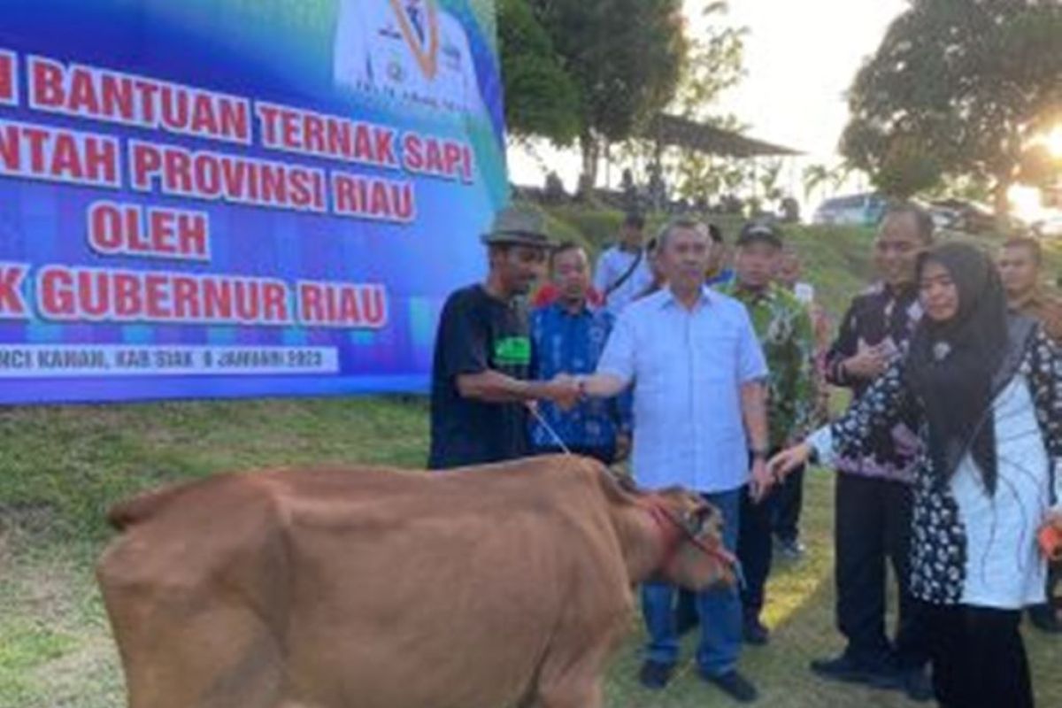 Pemprov Riau serahkan 1.883 sapi untuk 10 daerah