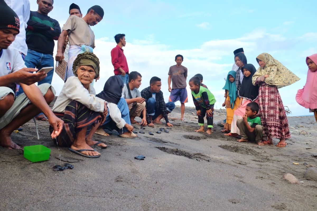 Kelompok warga di Manggarai Barat telah melepas 1.800 penyu