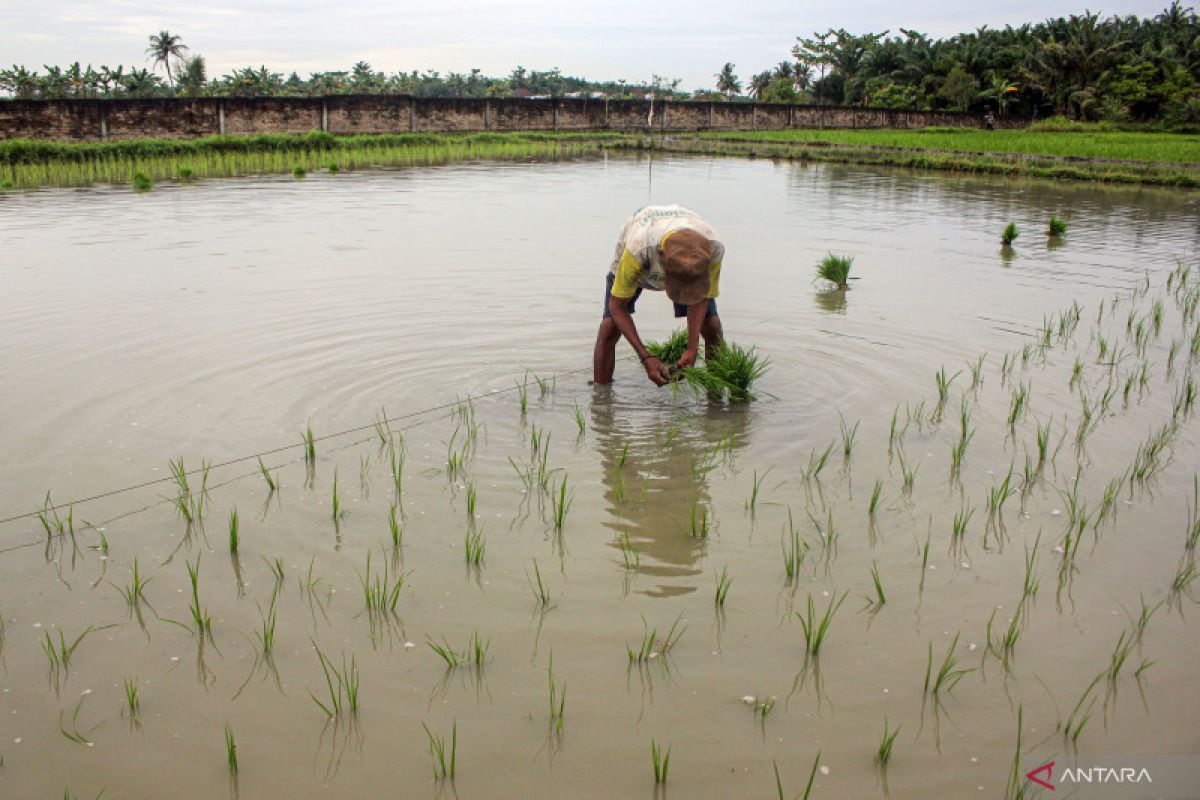 Pemprov Sumut optimalkan potensi  demi 50 ribu Ha sawah rawa