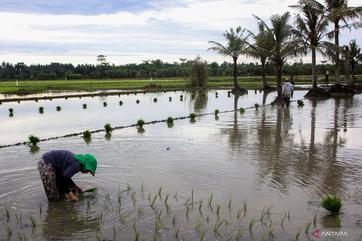 Pemprov Sumut  yakini harga beras makin turun awal 2024