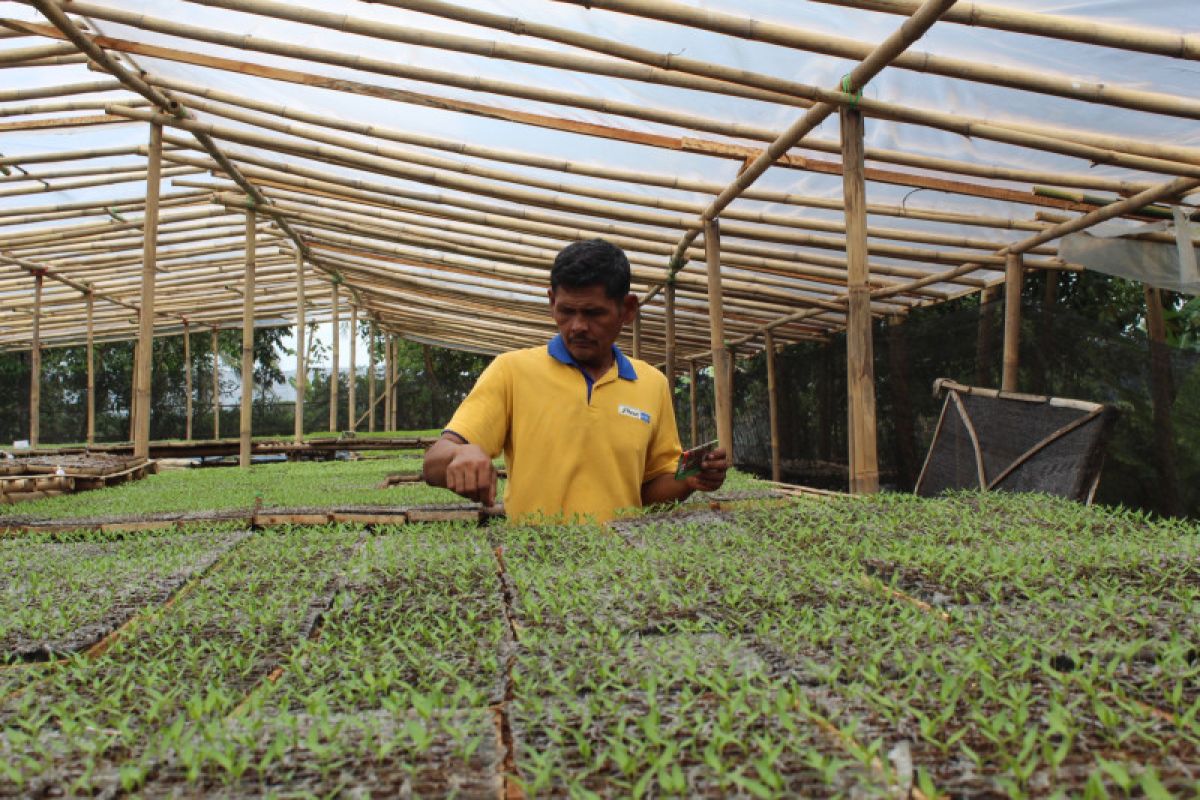 Govt provides chili seedlings to Lampung to rein in inflation