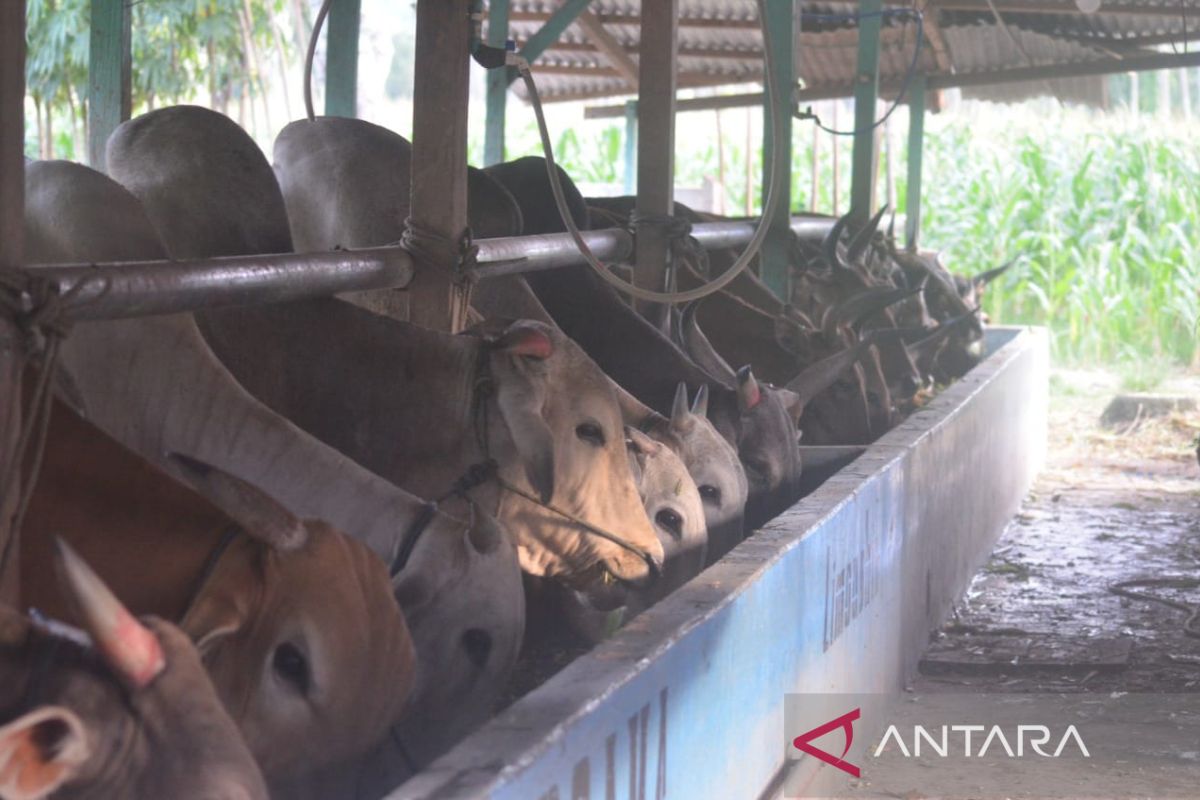 Pedagang sapi Gorontalo minta pemerintah tidak hentikan pengiriman