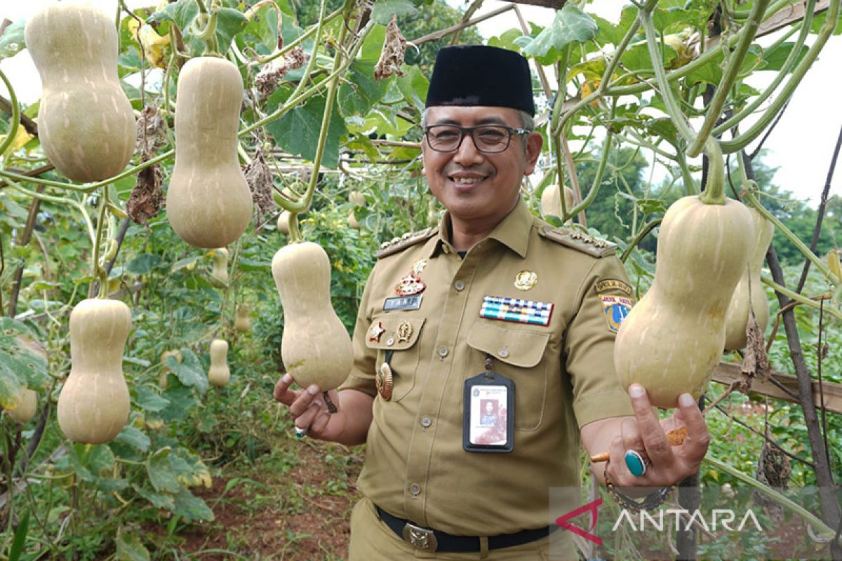 Pemkot Jakbar olah lahan dua hektare untuk labu madu dan cabai