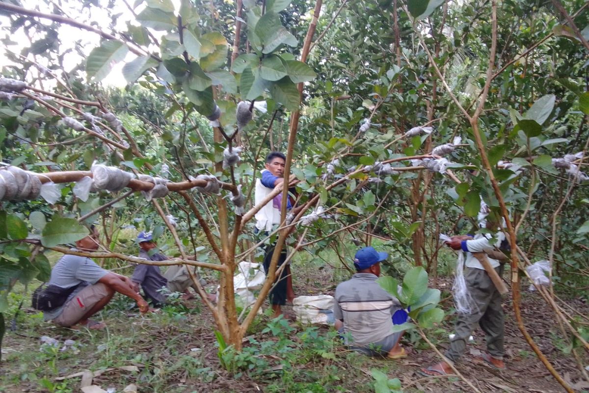 Produsen benih hortikultura di Paser penuhi kebutuhan hingga luar daerah