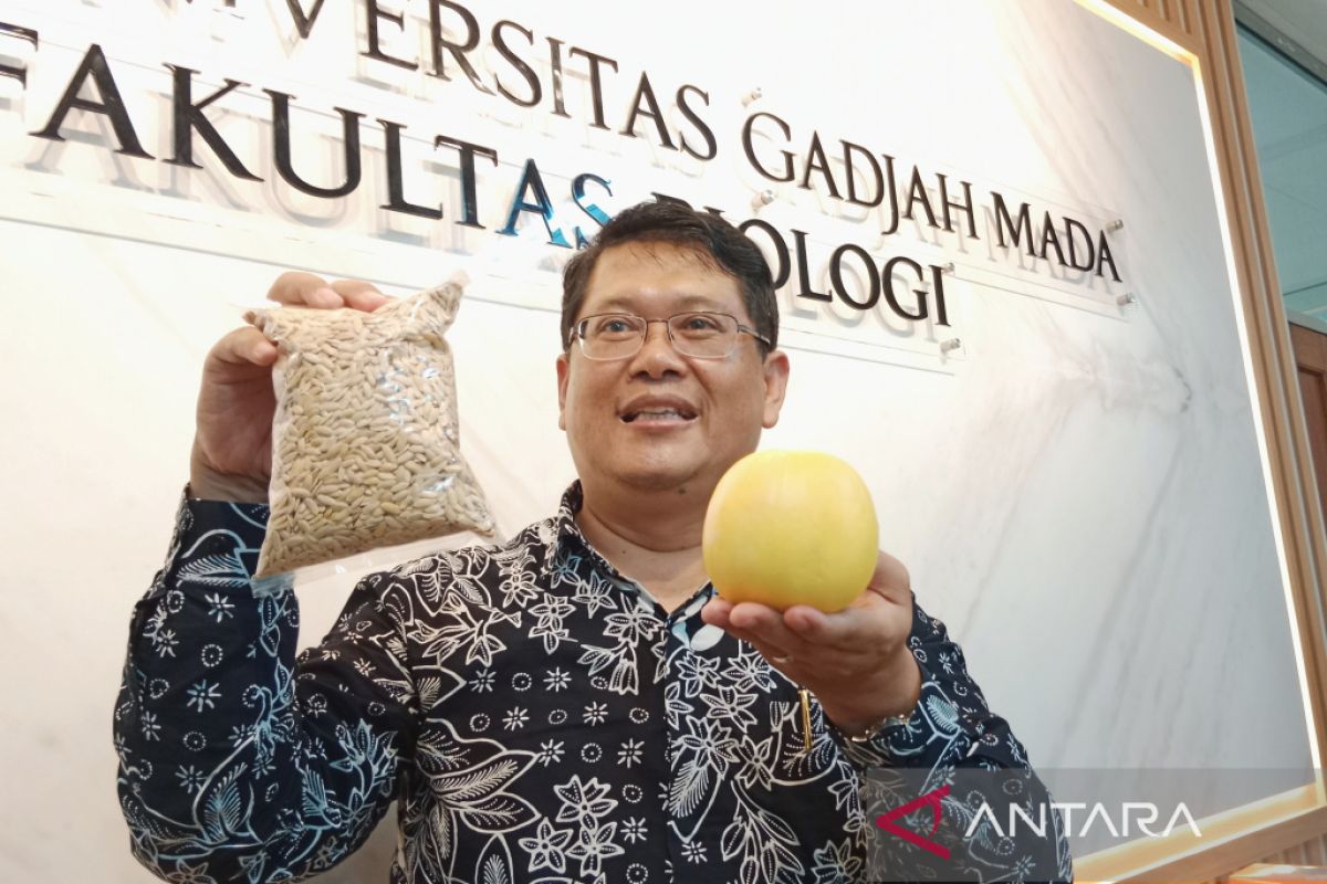Inovasi Dekan Fakultas Biologi UGM hasilkan melon seukuran apel