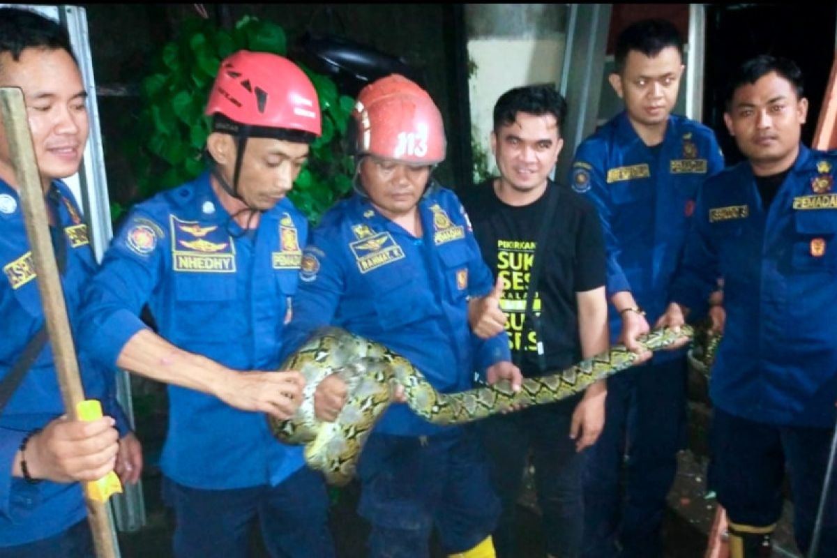 Damkar Makassar amankan 68 ekor ular sanca berkeliaran di permukiman warga