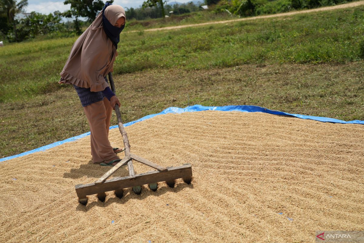 Harga gabah di Abdya tembus Rp6 ribu per kilogram