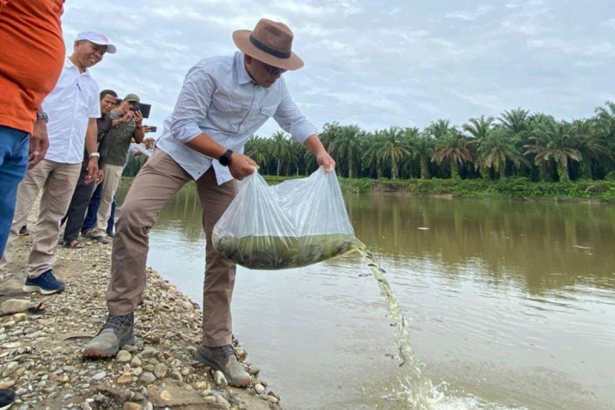 Tingkatkan kelestarian sungai, PTPN V kembali sebar ratusan ribu benih ikan