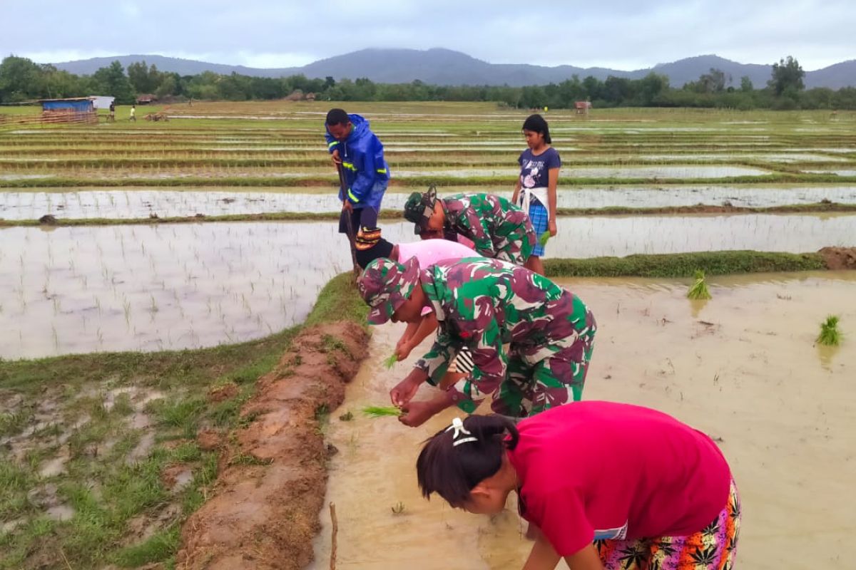 Satgas Pamtas RI-Timor Leste gotong royong bersama petani tanam padi