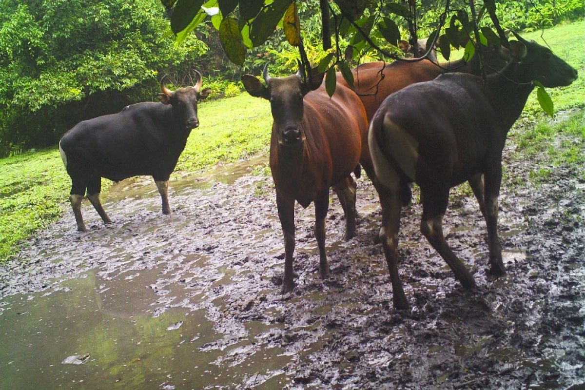 Populasi banteng Kalimantan di hutan Belantikan semakin berkurang