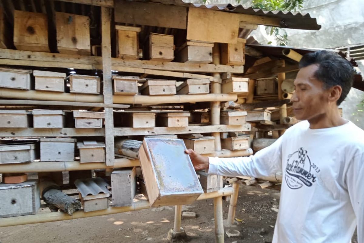 Kelurahan Pejeruk Mataram mengembangkan budidaya lebah madu trigona