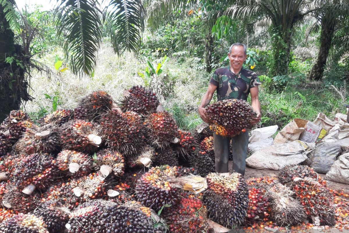 Pembatasan ekspor CPO untungkan petani sawit Kalimantan Barat
