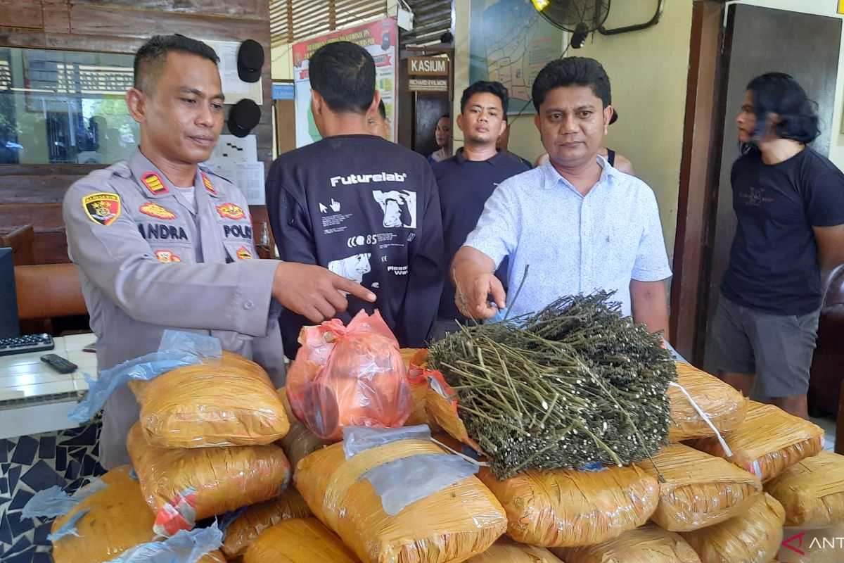 Padang Pariaman digegerkan penemuan 36 kilogram ganja di perpustakaan SD