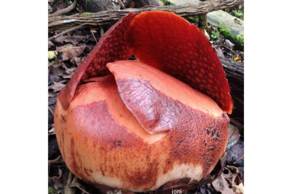 Bunga rafflesia mekar pertama di halamam rumah warga Agam