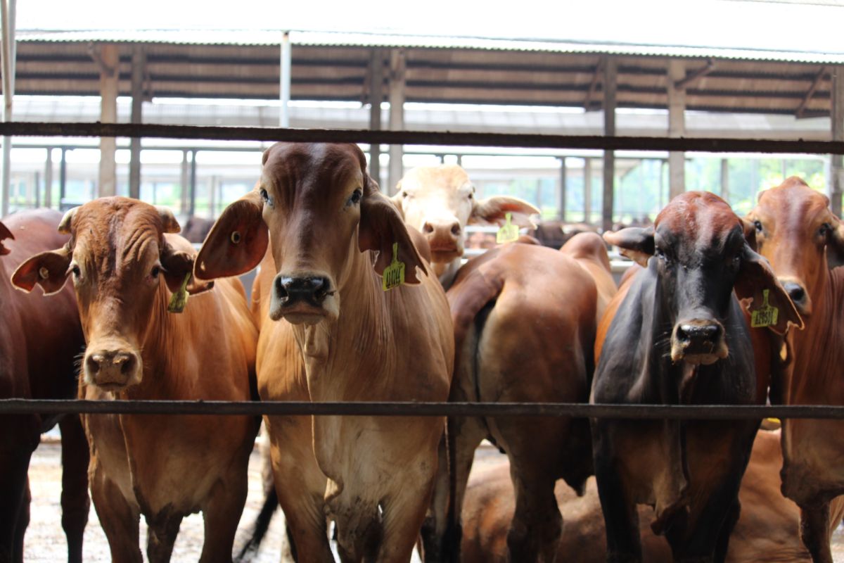 BKP: Hewan ternak boleh masuk asal penuhi persyaratan lalu lintas ternak