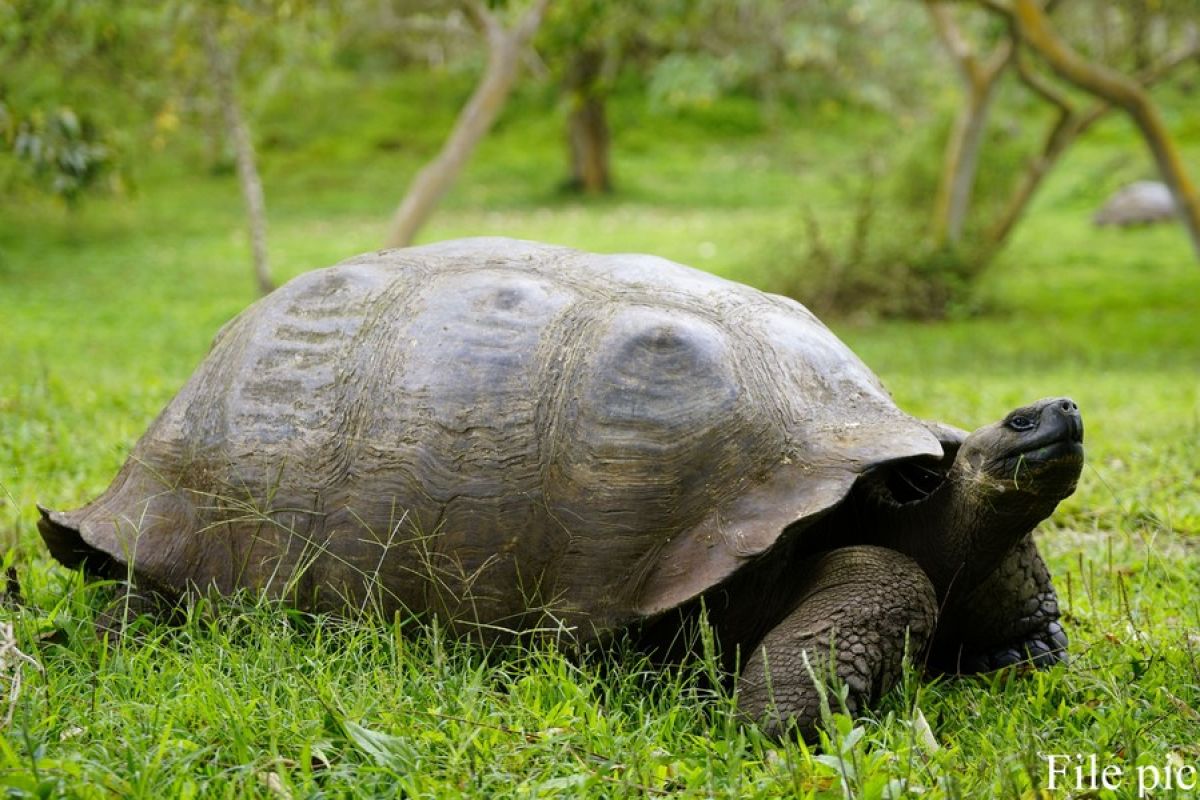 Pariwisata kembali pulih di Kepulauan Galapagos