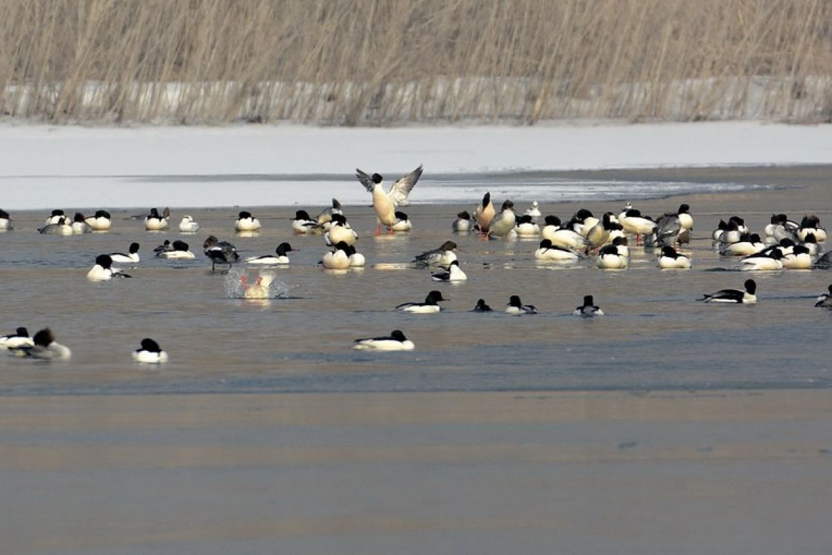 Waduk Sungai Kuning alirkan kembali air ke sungai besar di Beijing