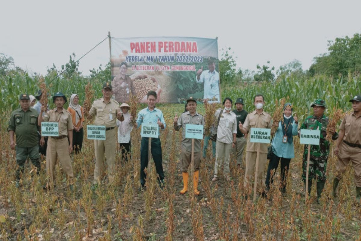 Distangan Gunungkidul: 380 hektare tanaman kedelai mulai panen