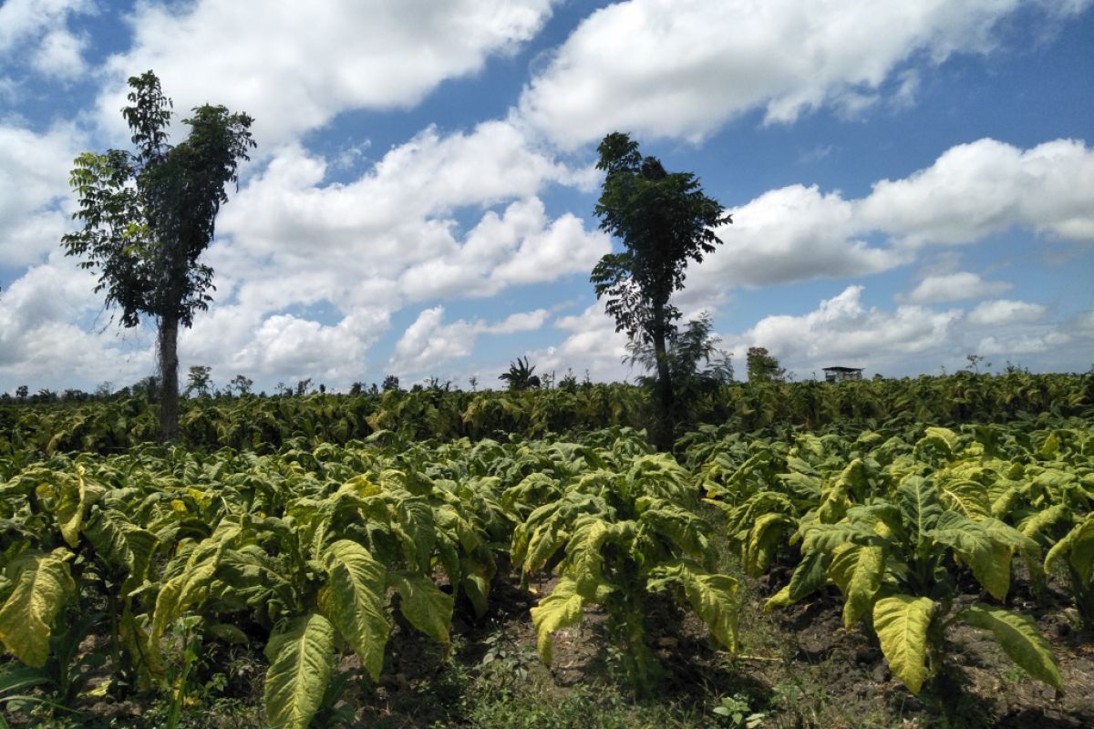 Pemkab Lombok Tengah menyiapkan bantuan pupuk petani tembakau