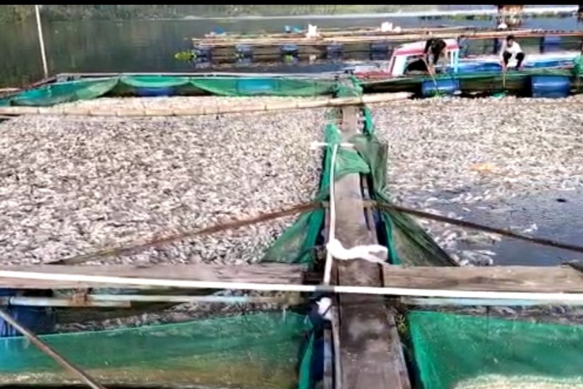 Belasan ton ikan mati di Danau Ranau Lampung Barat