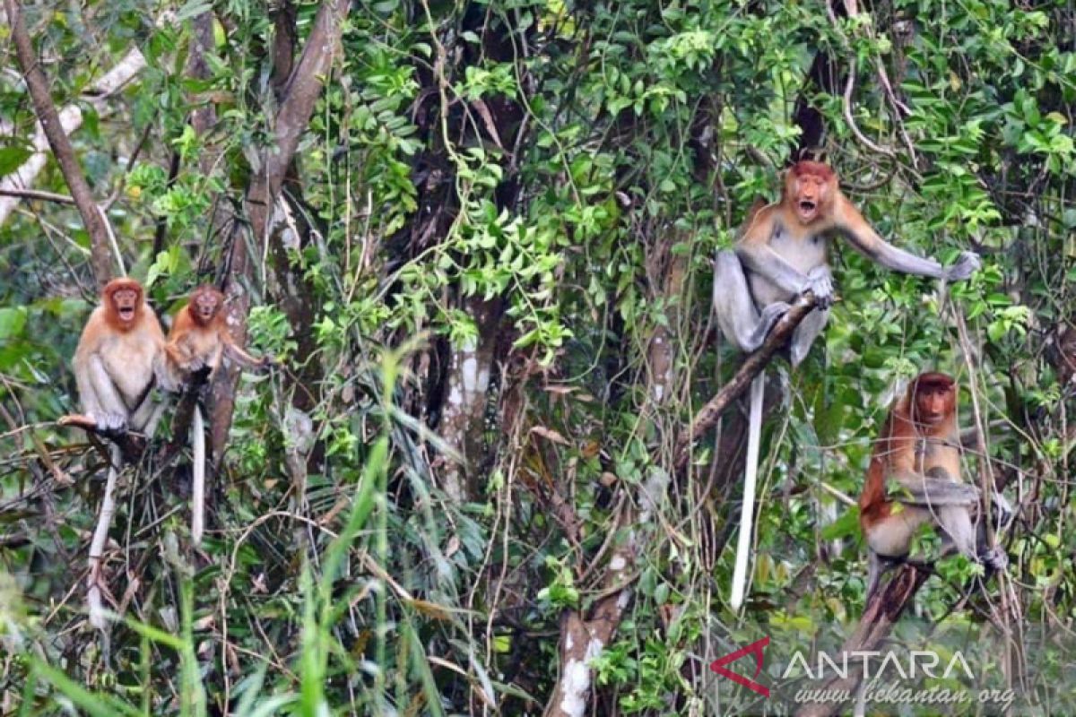 Menyelamatkan bekantan, melestarikan peradaban