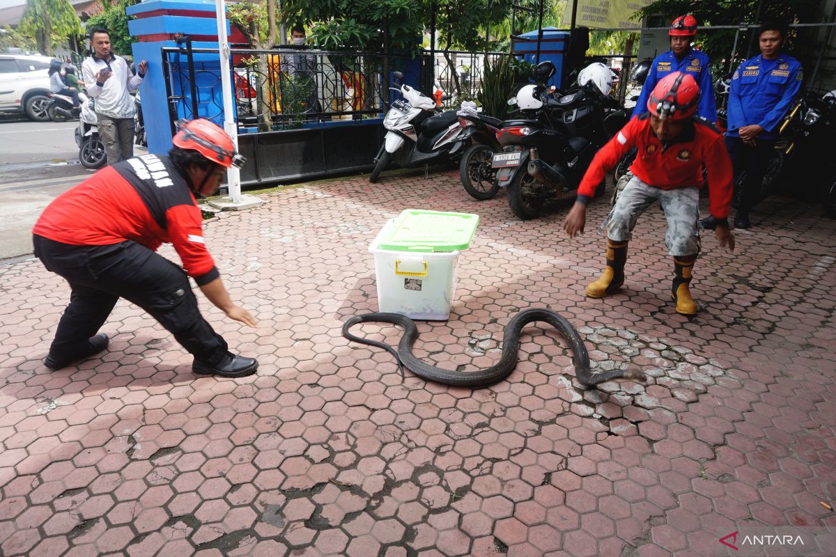 Damkar Trenggalek terlatih tangani hewan berbahaya di lingkungan warga