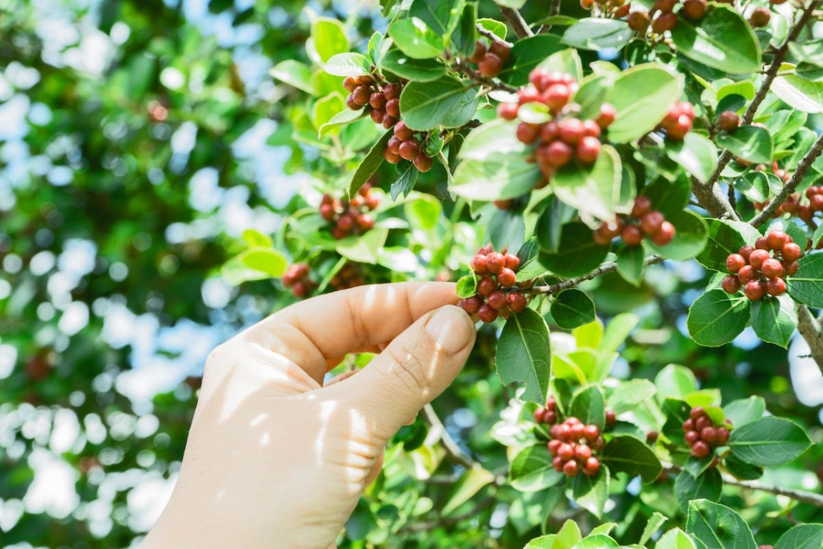 Danone-AQUA tanam pohon kopi Arabica Sigararuntang di Cupunagara