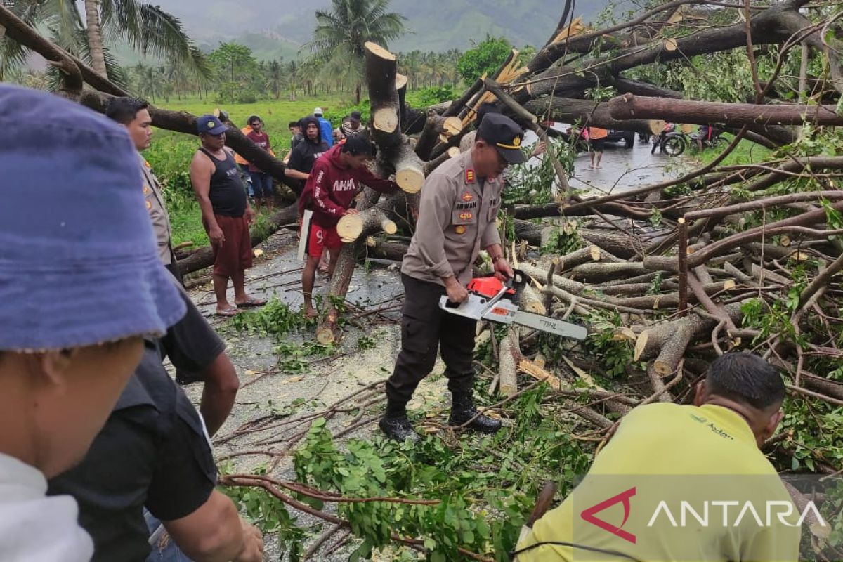Kapolres Gorontalo Utara imbau warga waspadai pohon tumbang