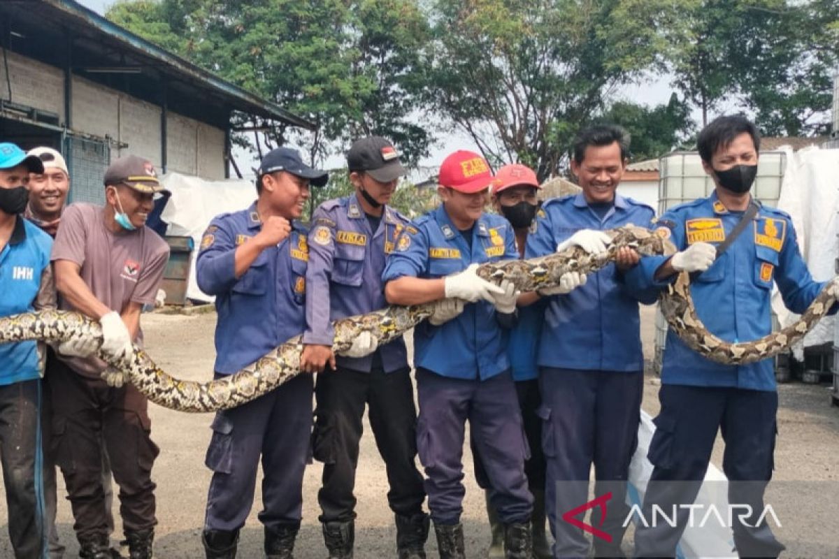 BPBD Tangerang evakuasi ular piton sepanjang 5 meter