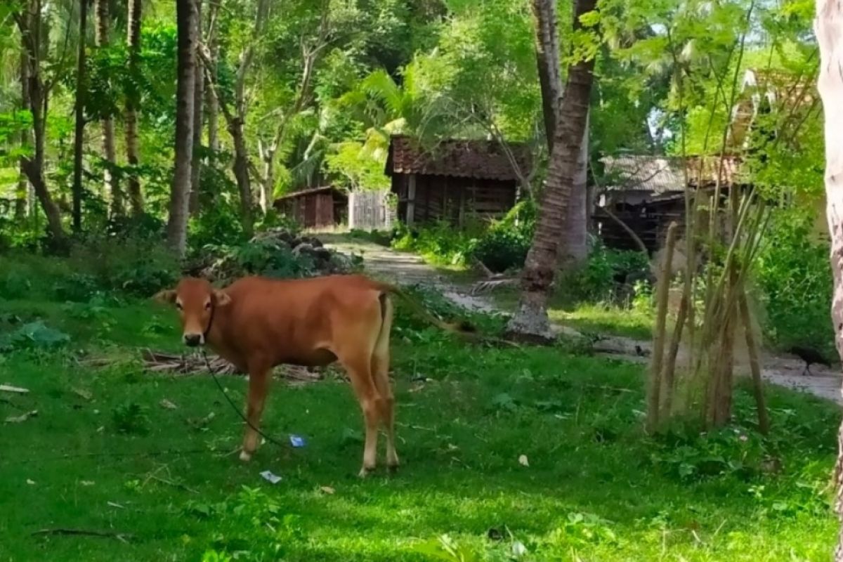 Pemprov Lampung inseminasi buatan sapi krui tingkatkan populasi sapi lokal