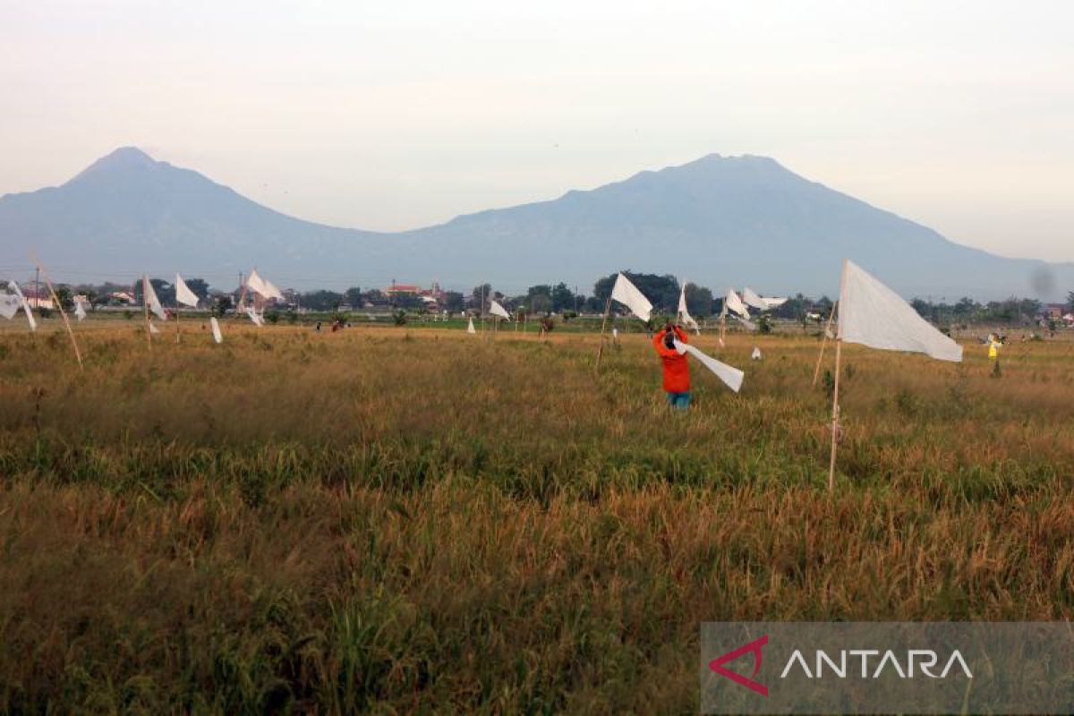 Dispertan Boyolali sebut produksi gabah 2022 meningkat  10.348 ton