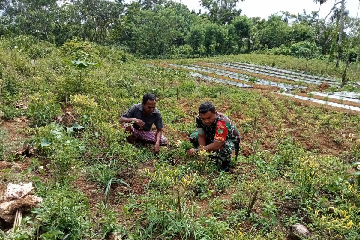 Koramil Biak Timur bantu petani tingkatkan hasil panen cabai