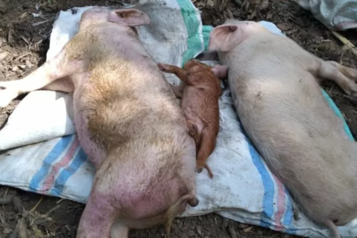 Pemkab Lembata larang warga bawa ternak babi dari luar daerah